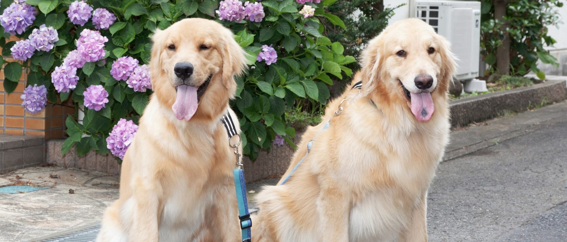 ブン動物病院看板犬